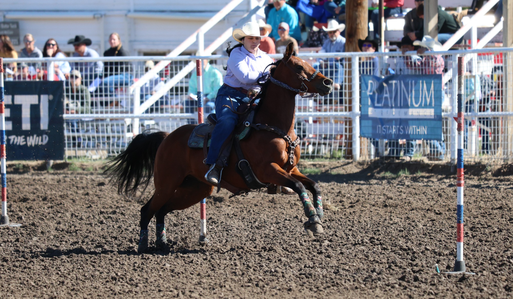 Barrel racing rodeo action