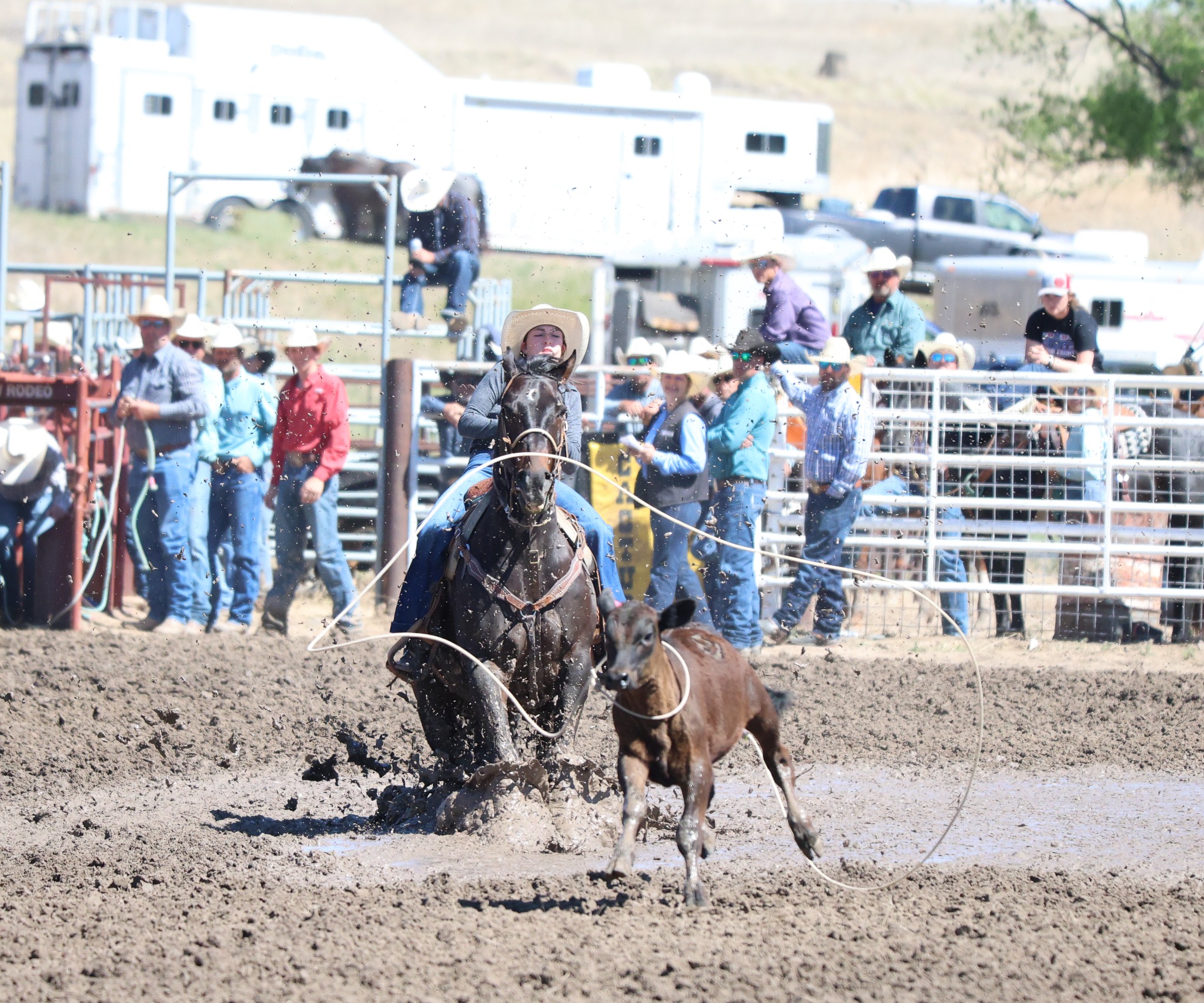 Calf roping rodeo action