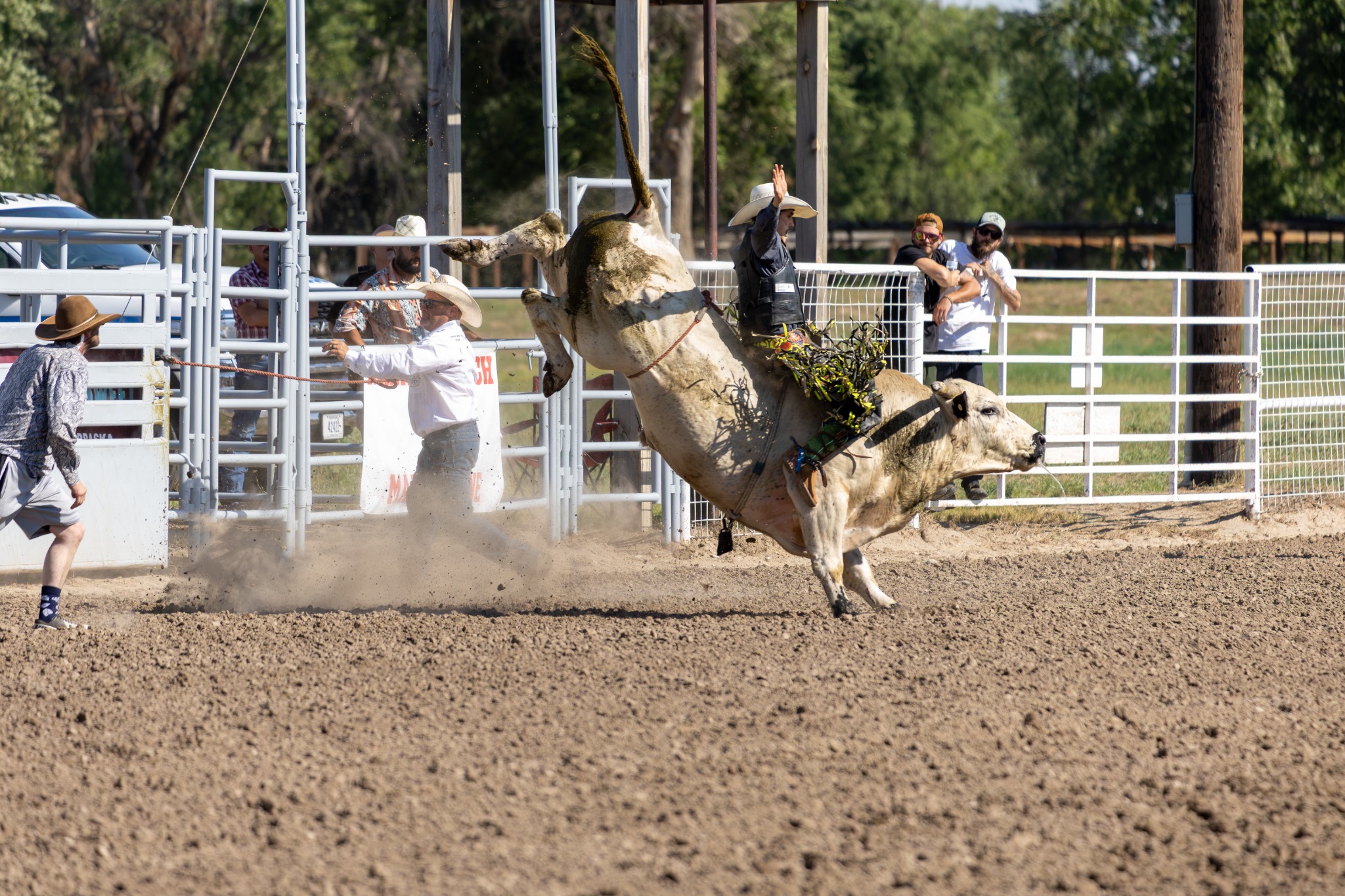 Bull riding action